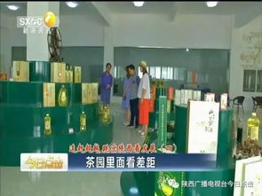 茶園里面看差距 以陜南茶旅融合為鏡，跳出陜西看旅游業務發展